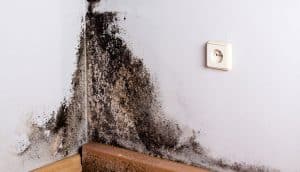 black-mold-in-basement-mason-city-mn-all-star-basements-2
